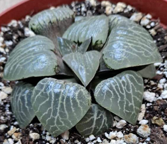 Haworthia emelyae var Comptoniana cv Crystal Ball in 6 Inch Live Succulent
