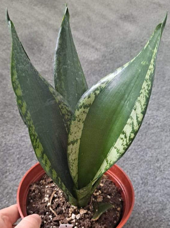 Sansevieria Trifasciata Whitney in 6 Inch Live Houseplant