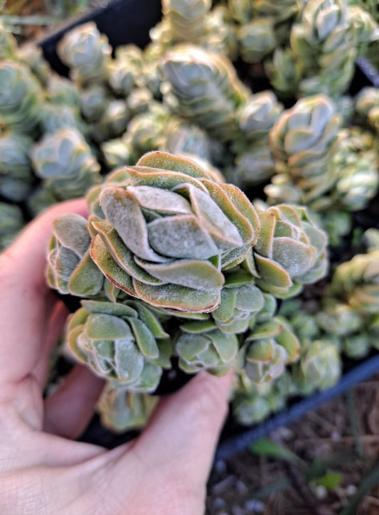 Crassula 'Ivory Pagoda' in 2 Inch Live Succulent