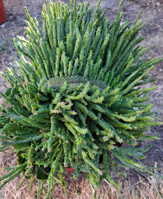 Euphorbia flanaganii cristata in 8" LARGE SPECIMEN Live Succulent