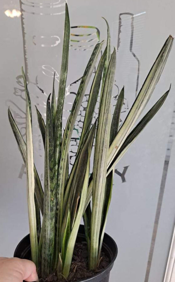 Sansevieria Trifasciata Bantel's Sensation in 6 Inch Live Houseplant
