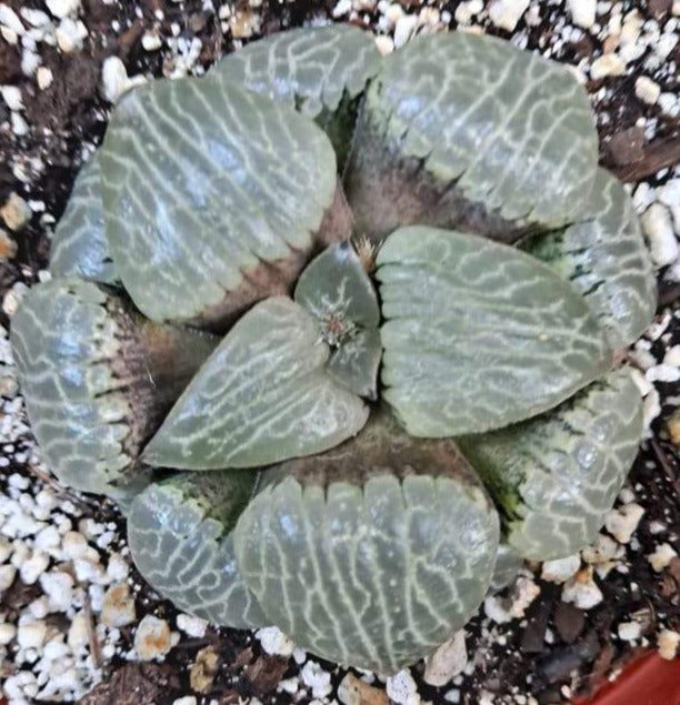 Haworthia emelyae var Comptoniana cv Crystal Ball in 6 Inch Live Succulent