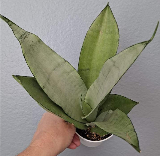 Sansevieria Moonshine 4 Inch Live Houseplant