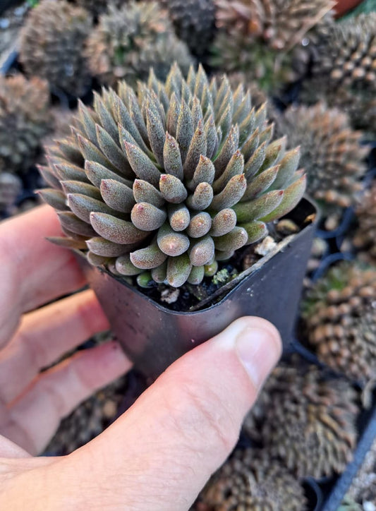 Sinocrassula yunnanensis Chinese Jade in 2 Inch Live Succulent