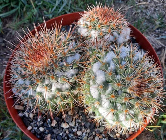 Mammillaria mammillaris Large Live Cactus in 8 Inch Exact Specimen