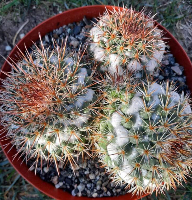 Mammillaria mammillaris Large Live Cactus in 8 Inch Exact Specimen