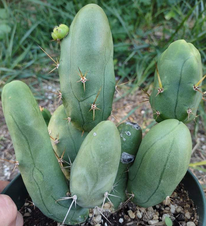 TBM aka Penis Cactus (Short Form) in 6 Inch