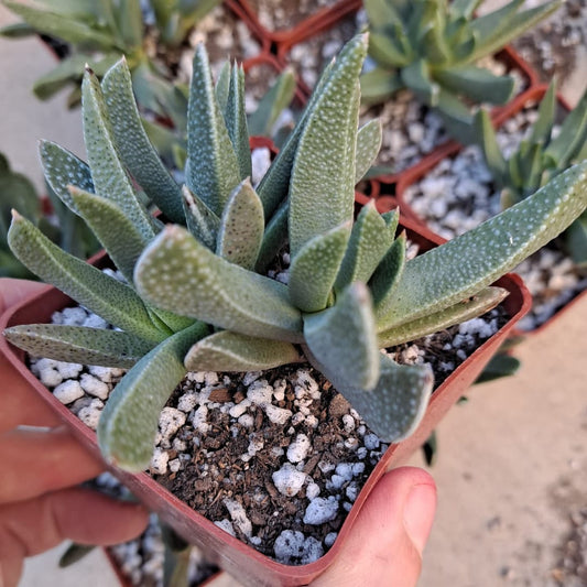Machairaphyllum latifolia in 3 Inch Live Succulent