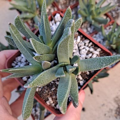 Machairaphyllum latifolia in 3 Inch Live Succulent