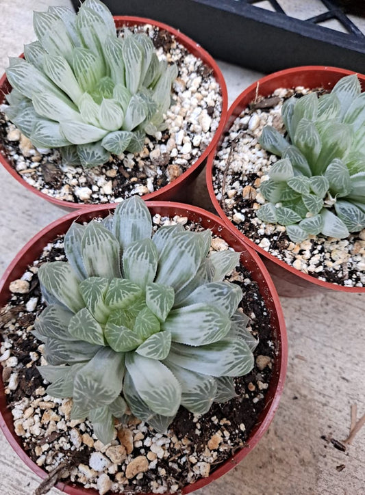 Haworthia cooperi variegata