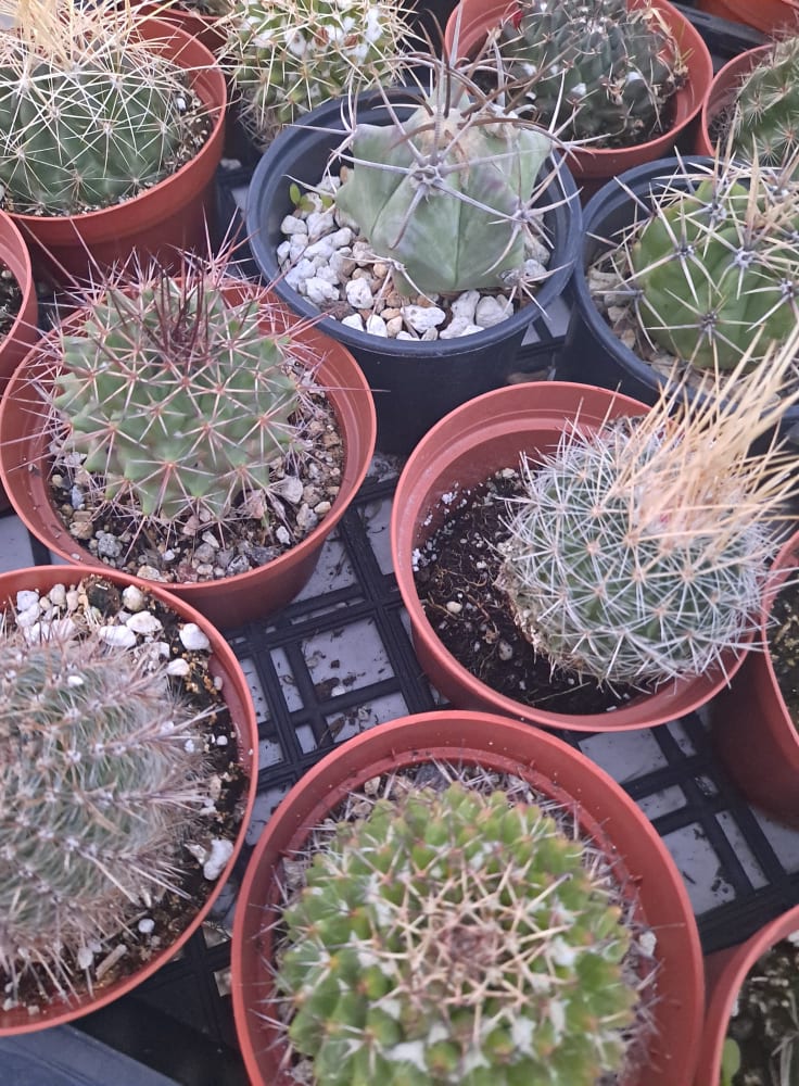 4 Inch Surprise Live Cactus