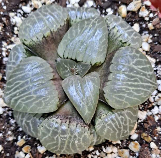 Haworthia emelyae var Comptoniana cv Crystal Ball in 6 Inch Live Succulent