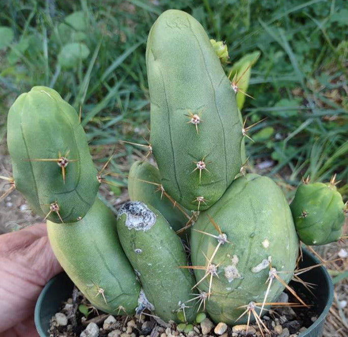 TBM aka Penis Cactus (Short Form) in 6 Inch