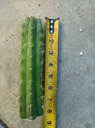 T. 'Bridge x KG' Cutting