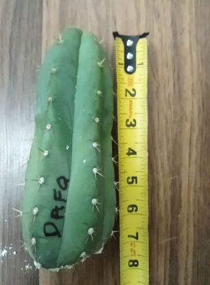 T. 'DAFQ' Cutting
