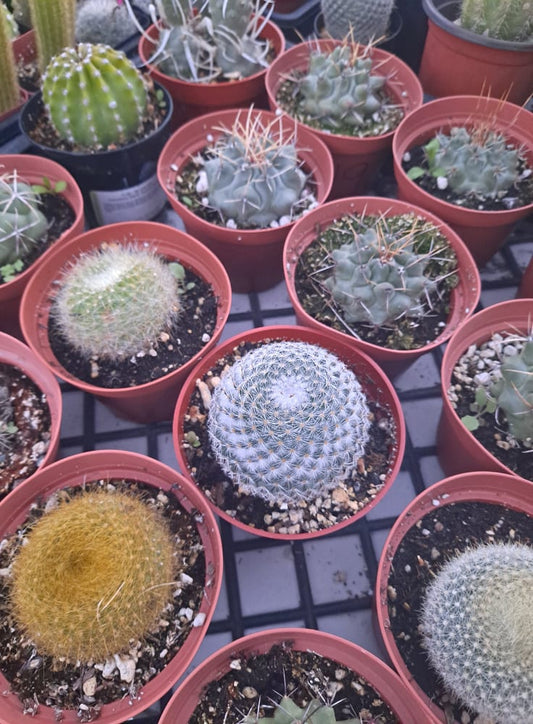 4 Inch Surprise Live Cactus