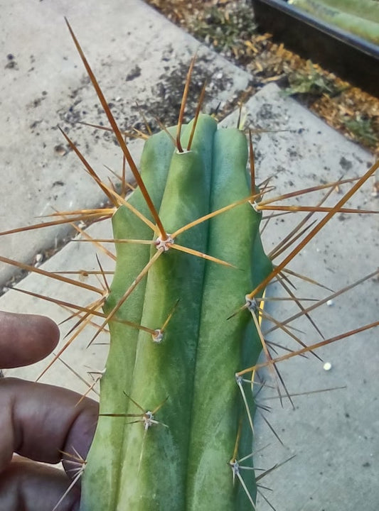 T. Lost Label Bridge Cutting