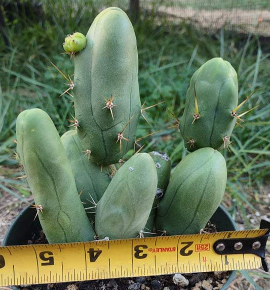 TBM aka Penis Cactus (Short Form) in 6 Inch
