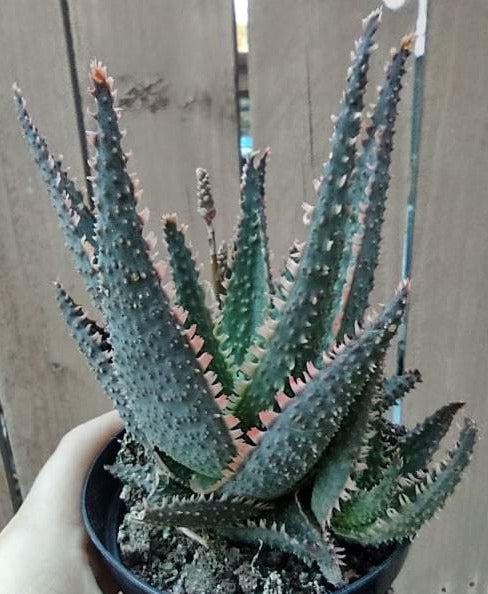 aloe vera plant phoenix Aloe 'Talon' PPAF in 4 Inch