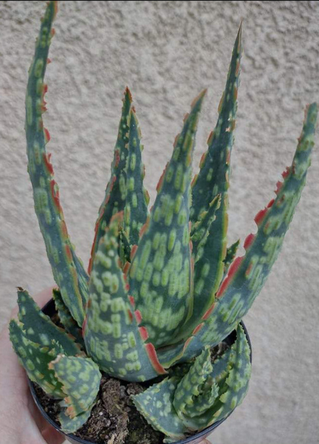 jurassic succulent Aloe ‘Krakatoa’ in 4 Inch
