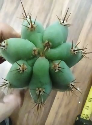 TPM Variegata Cutting