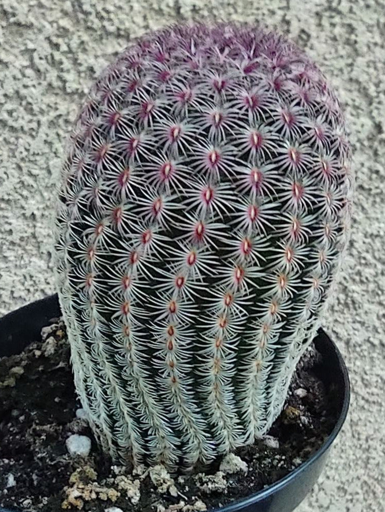 Echinocereus rigidissimus aka Rainbow Hedgehog Live Cactus in 4 Inch