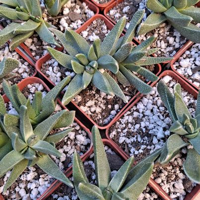 Machairaphyllum latifolia in 3 Inch Live Succulent