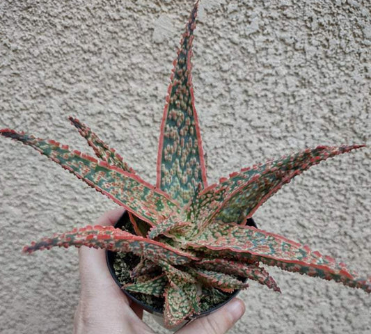 Aloe ‘Crimson Dragon’ in 4 Inch - Live Succulent