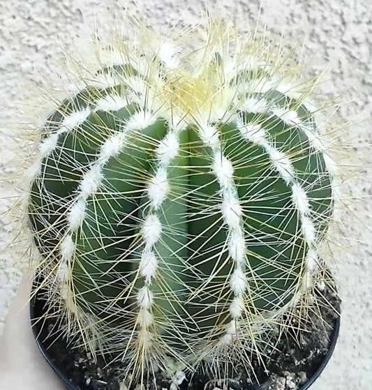 Notocactus magnificus 'Balloon Cactus' in 4 Inch Live Cactus