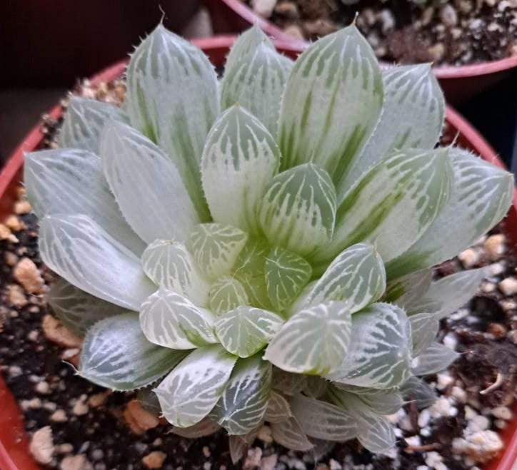 haworthia cooperi succulent plant Haworthia cooperi variegata in 4 Inch