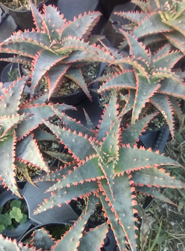Aloe 'Christmas Sleigh'