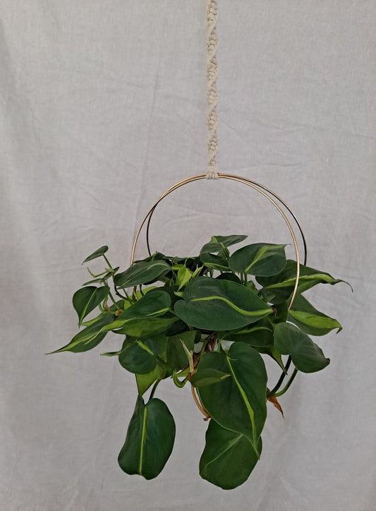 Natural Macrame and Brass Hoop Plant Hanger For 6 Inch Container