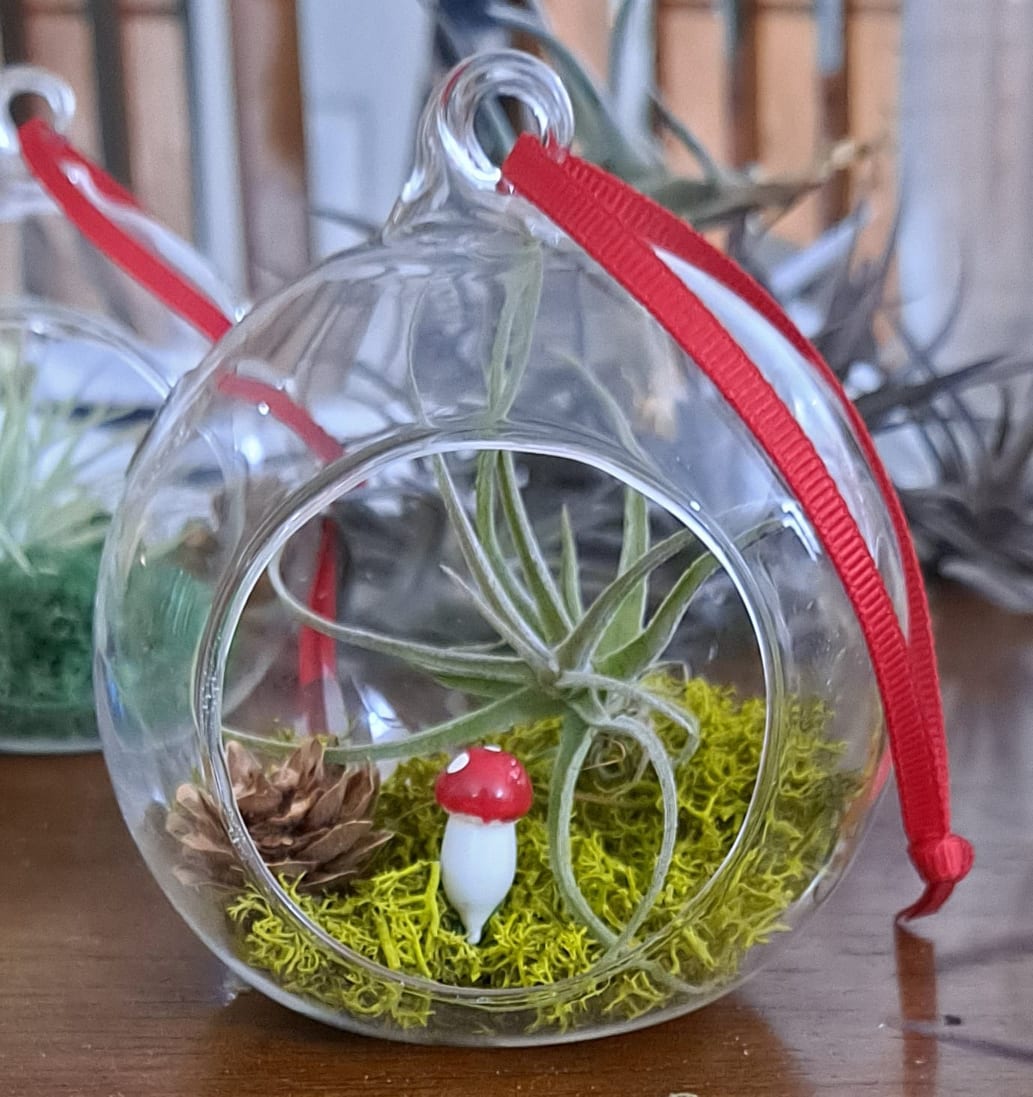woodland terrarium plants Woodland Themed Live Air Plant Terrarium