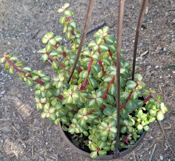 kaleidoscope succulent Portulacaria Afra Medio-Picta 'Kaleidoscope' in 6 Inch