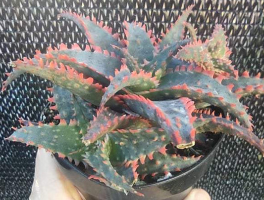 Aloe 'Christmas Sleigh'