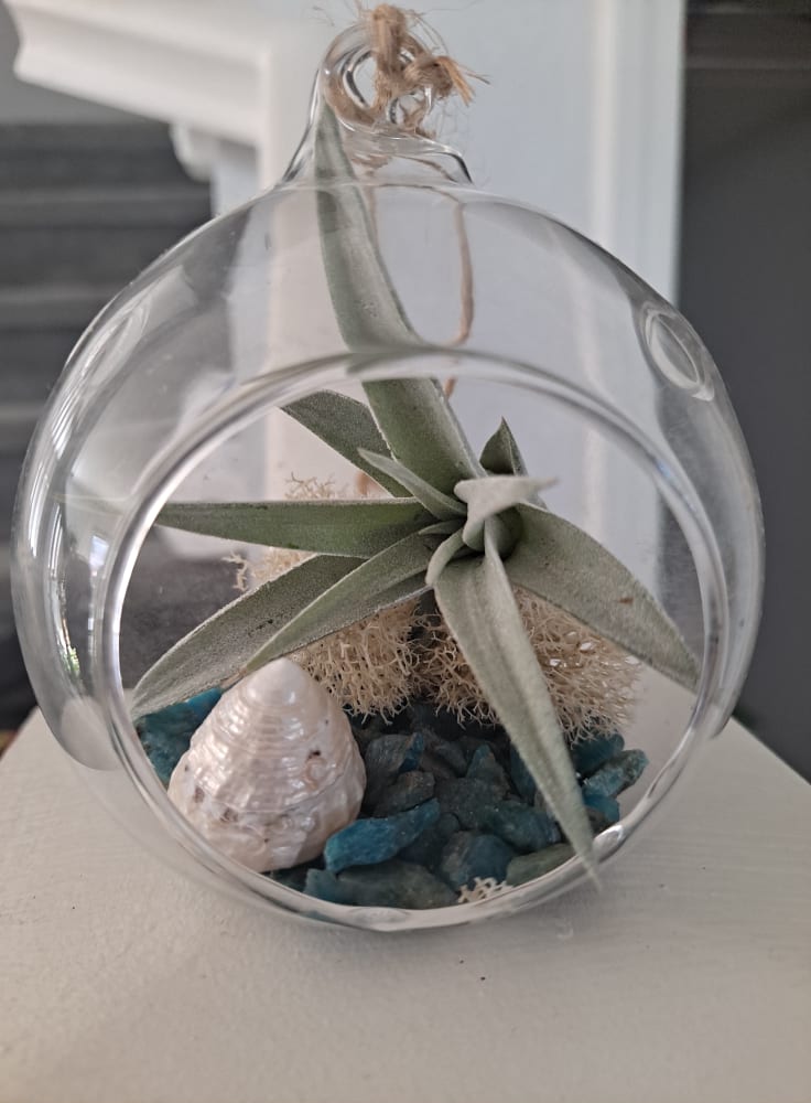 Coastal Dreams Live Air Plant Terrarium - Ornament