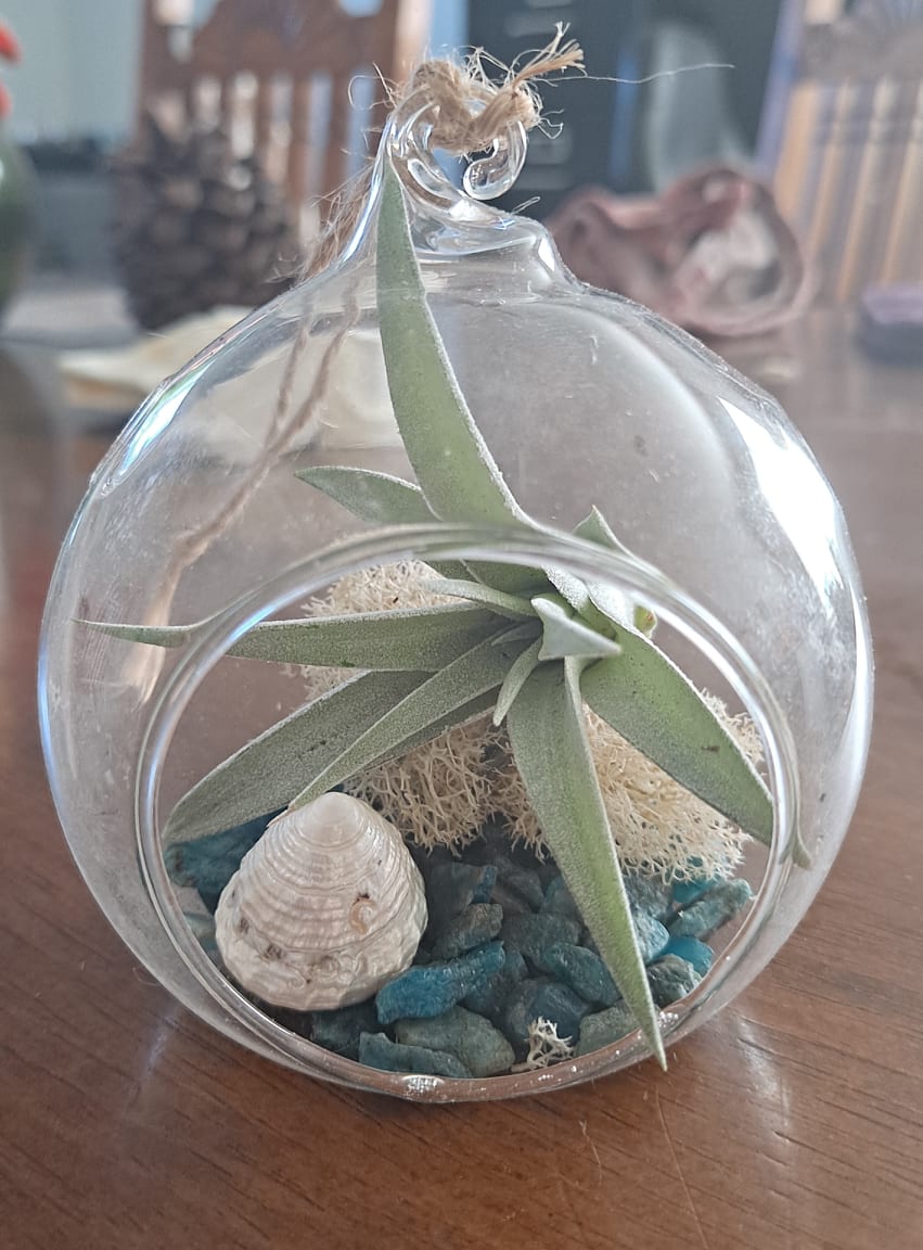 live air plant terrarium Coastal Dreams Live Air Plant Terrarium
