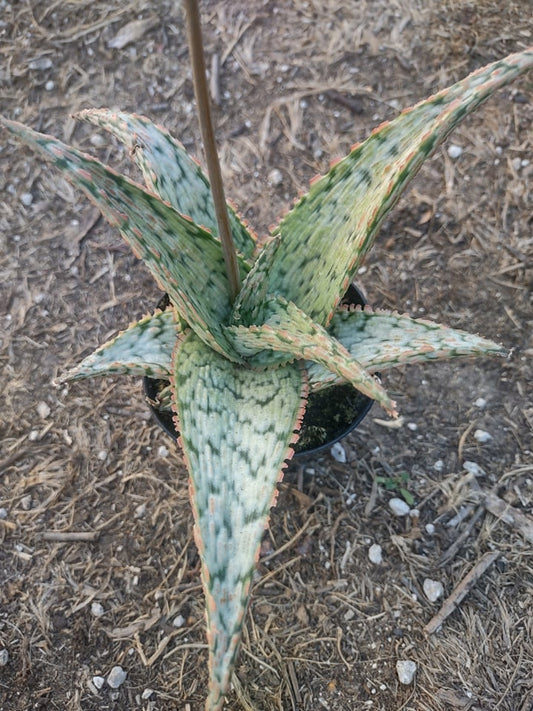 Aloe 'Pink Thing'