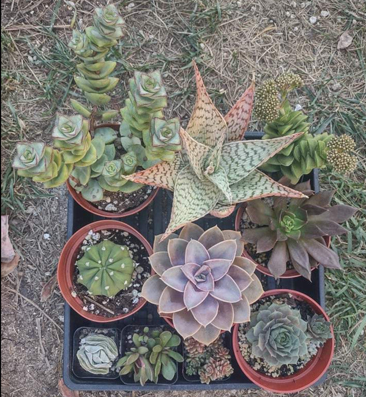 succulent flats for sale Exact Flat of Live Succulents