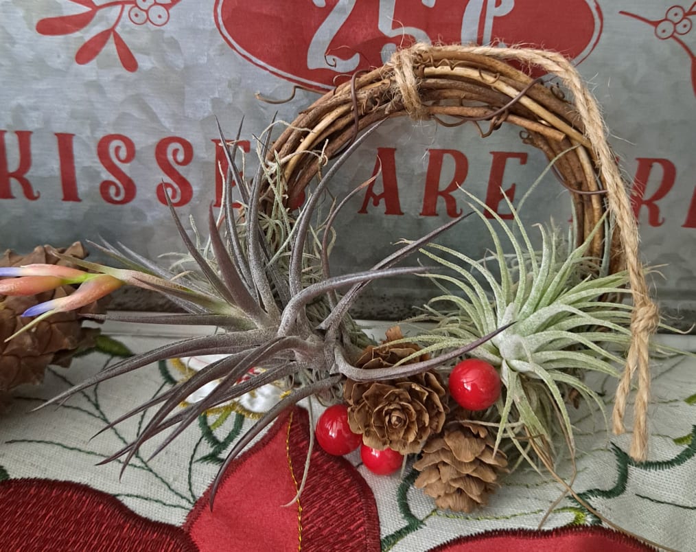 air plant wreath Holiday Live Air Plant Wreath – Phoenix Rising Succulents