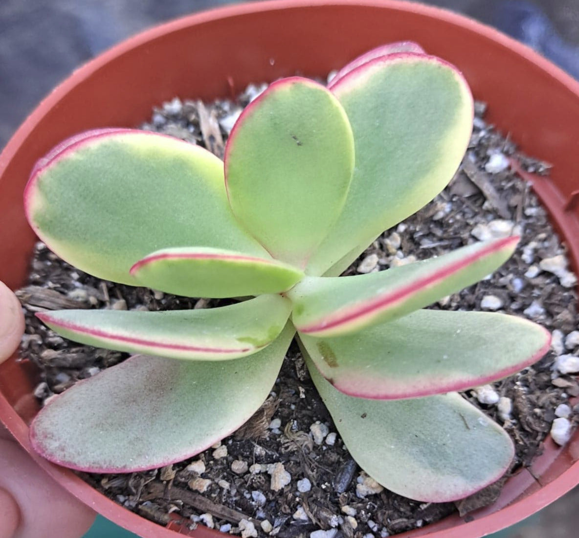 Crassula swaziensis variegata aka Money Maker Live Succulent in 4 Inch