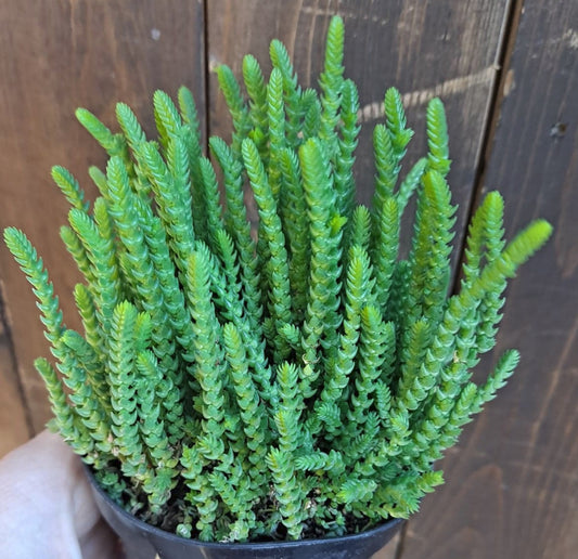 Crassula muscosa aka Watch Chain Live Succulent in 4 Inch
