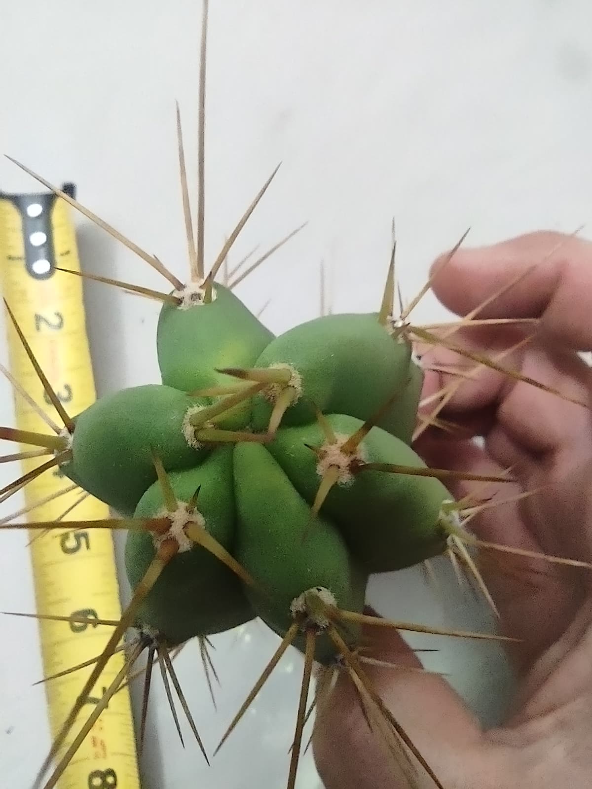 Trichocereus bridgesii 'PR001'