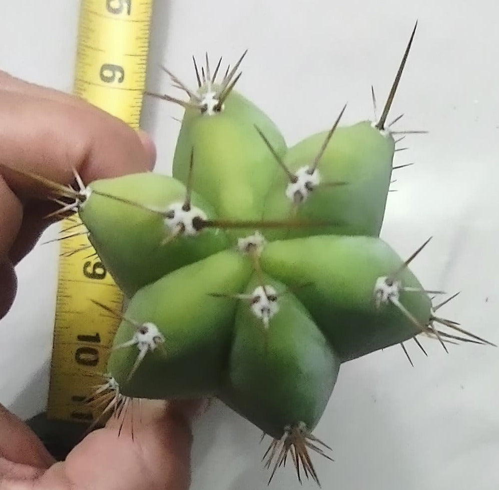 Trichocereus hybrid