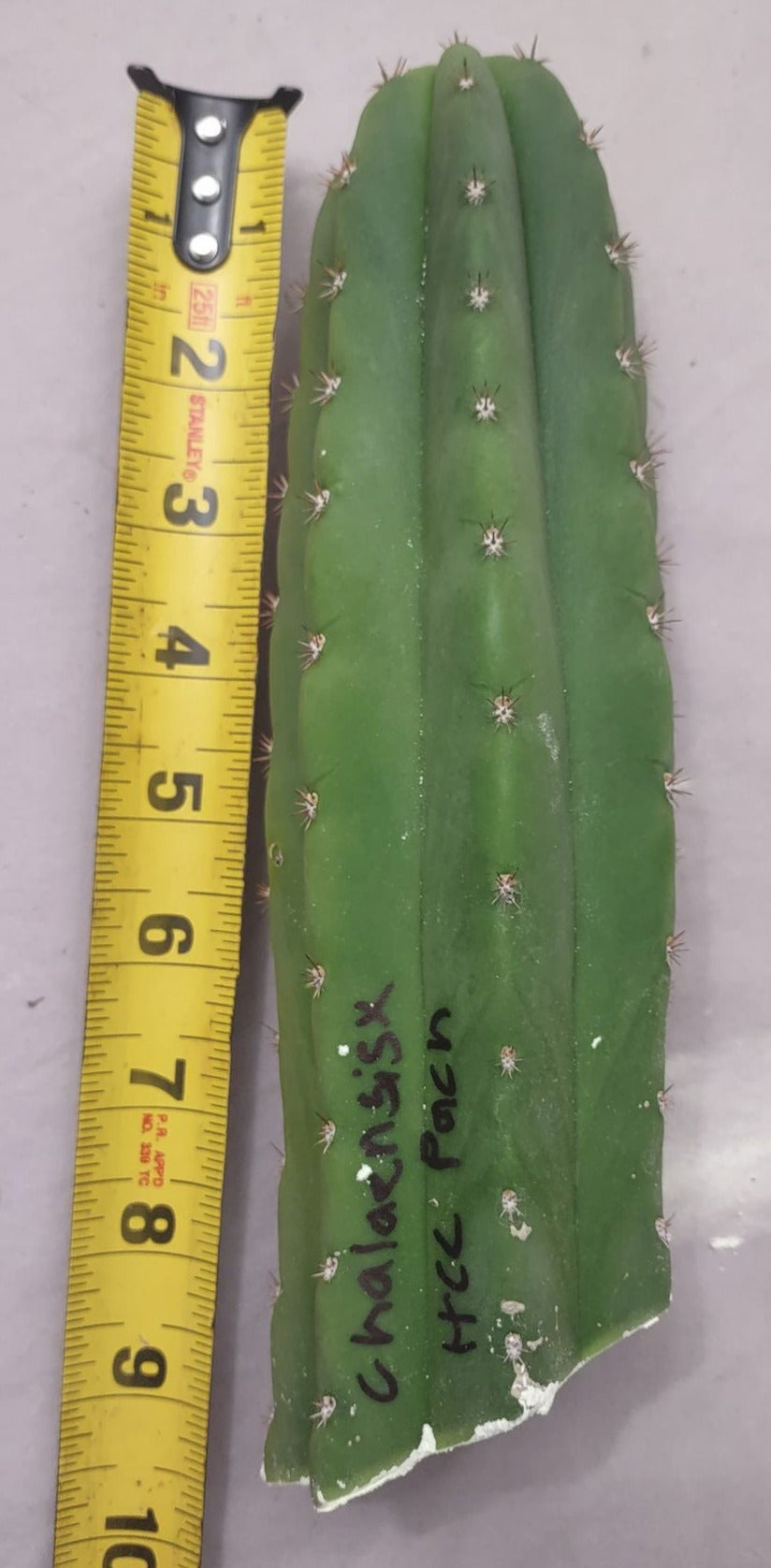 T. chalaensis x hcc pach
