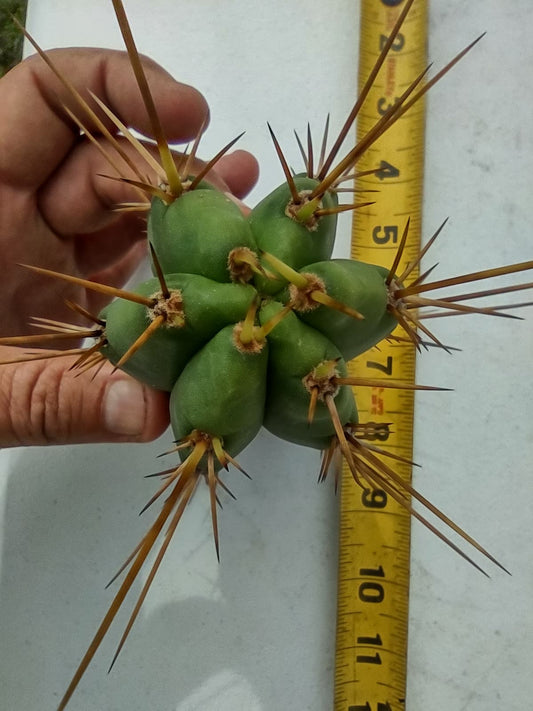 T. 'MG Red Spine x Fields Bridge'