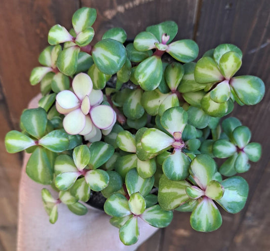 Portulacaria Afra Medio-Picta 'Kaleidoscope' in 4 Inch - Live Succulent
