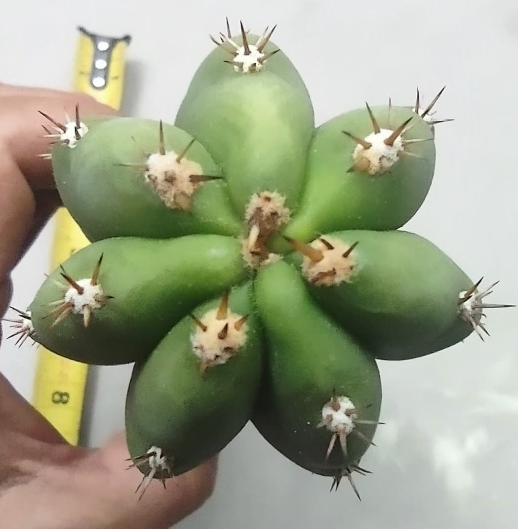 T. chalaensis x hcc pach