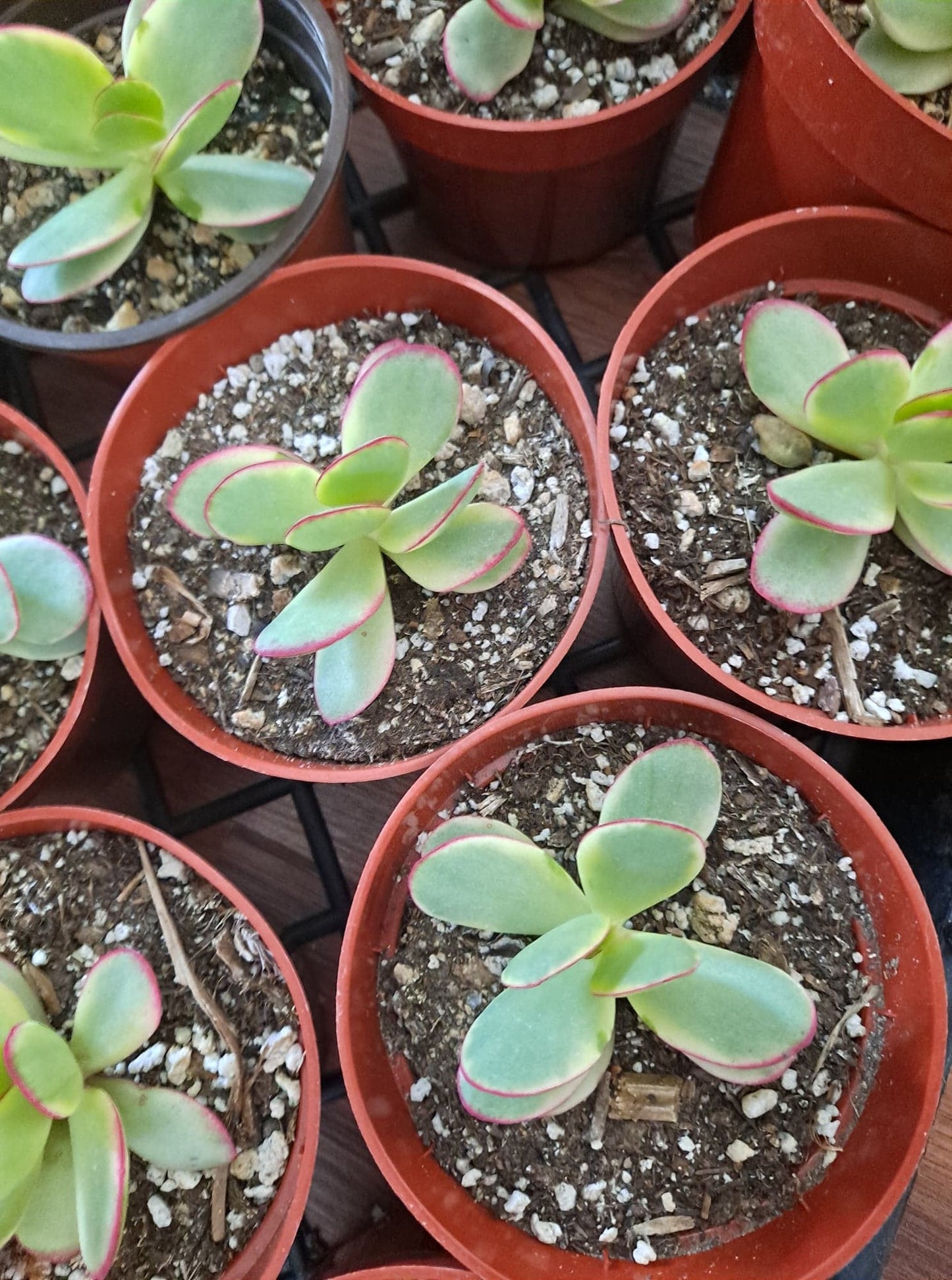 Crassula swaziensis variegata aka Money Maker Live Succulent in 4 Inch