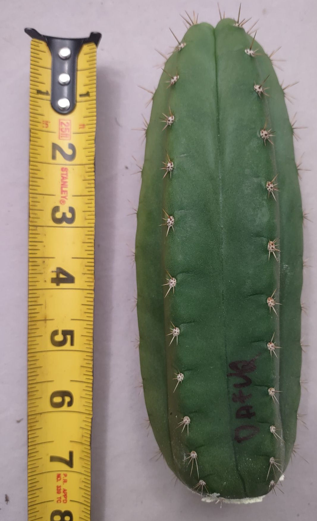Trichocereus Pachanoii